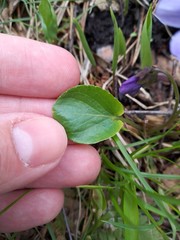 Viola uliginosa