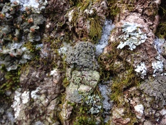 Fuscopannaria sorediata