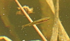 Mylocheilus caurinus