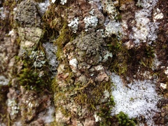 Fuscopannaria sorediata