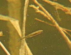 Mylocheilus caurinus