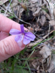 Viola uliginosa