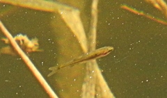 Mylocheilus caurinus