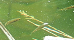 Richardsonius balteatus