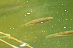 Richardsonius balteatus