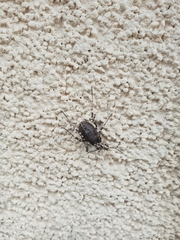 Egaenus convexus