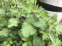 Urtica dioica