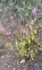Ocimum carnosum
