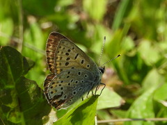 Lycaena tityrus
