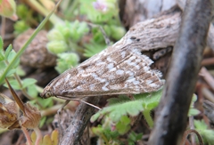 Evergestis frumentalis