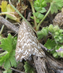 Evergestis frumentalis