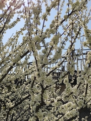 Prunus salicina