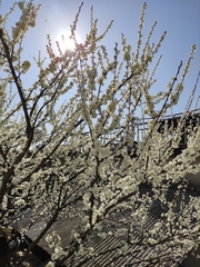 Prunus salicina