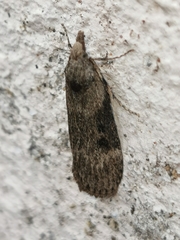 Lamoria anella