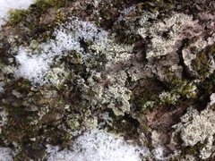 Pertusaria globularis