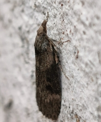 Lamoria anella