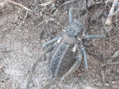 Acanthoplus