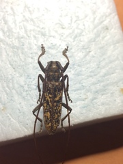 Monochamus marmorator