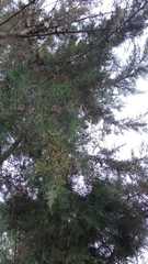 Cupressus