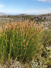 Elegia racemosa