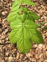 Acer pseudoplatanus
