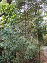 Calocedrus formosana