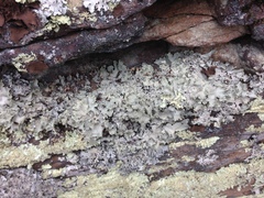 Parmotrema subtinctorium