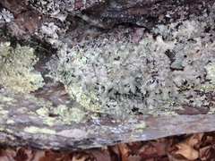 Parmotrema subtinctorium