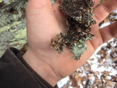 Parmotrema subtinctorium