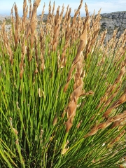 Elegia racemosa
