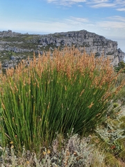 Elegia racemosa