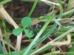 Coccinella septempunctata