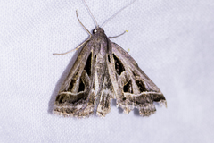 Callistege diagonalis