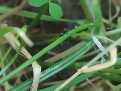 Coccinella septempunctata