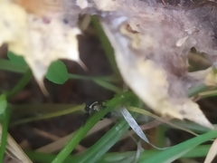 Coccinella septempunctata