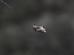 Cyclosa argenteoalba