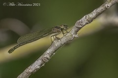Enallagma geminatum