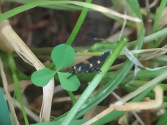 Coccinella septempunctata