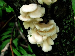 Fungi