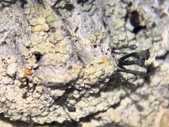 Chaenotheca ferruginea