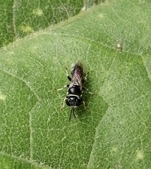 Clitemnestra