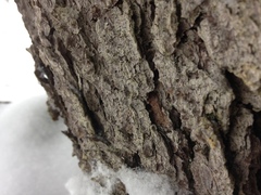 Chaenotheca ferruginea