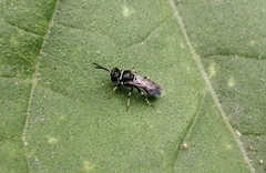 Clitemnestra