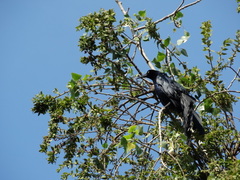 Quiscalus mexicanus