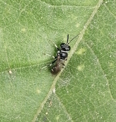 Clitemnestra