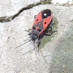 Melanocoryphus tristrami