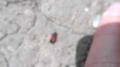 Melanocoryphus tristrami