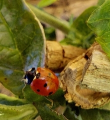 Coccinella septempunctata