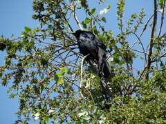 Quiscalus mexicanus