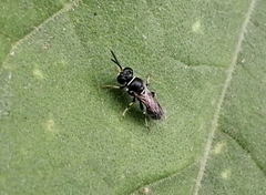 Clitemnestra